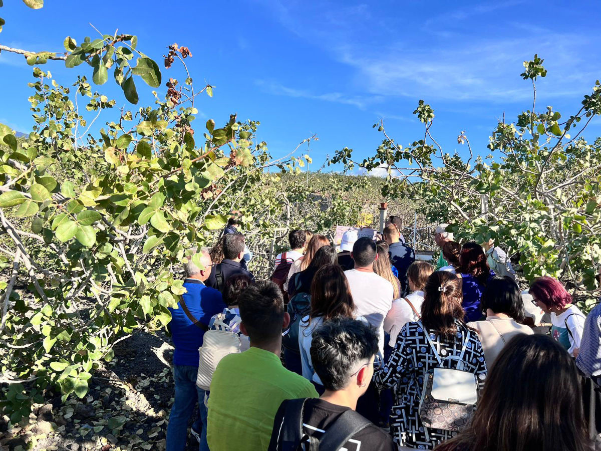 Tour nelle piantagioni di pistacchio di Bronte