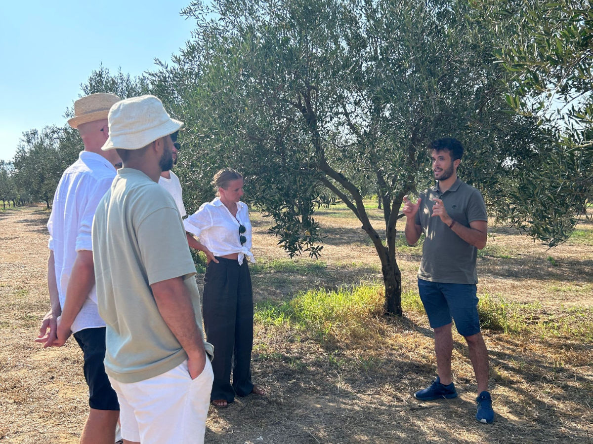 Tour Uliveti e Degustazione Olio e Vino in Sicilia – Esperienza a Balestrate