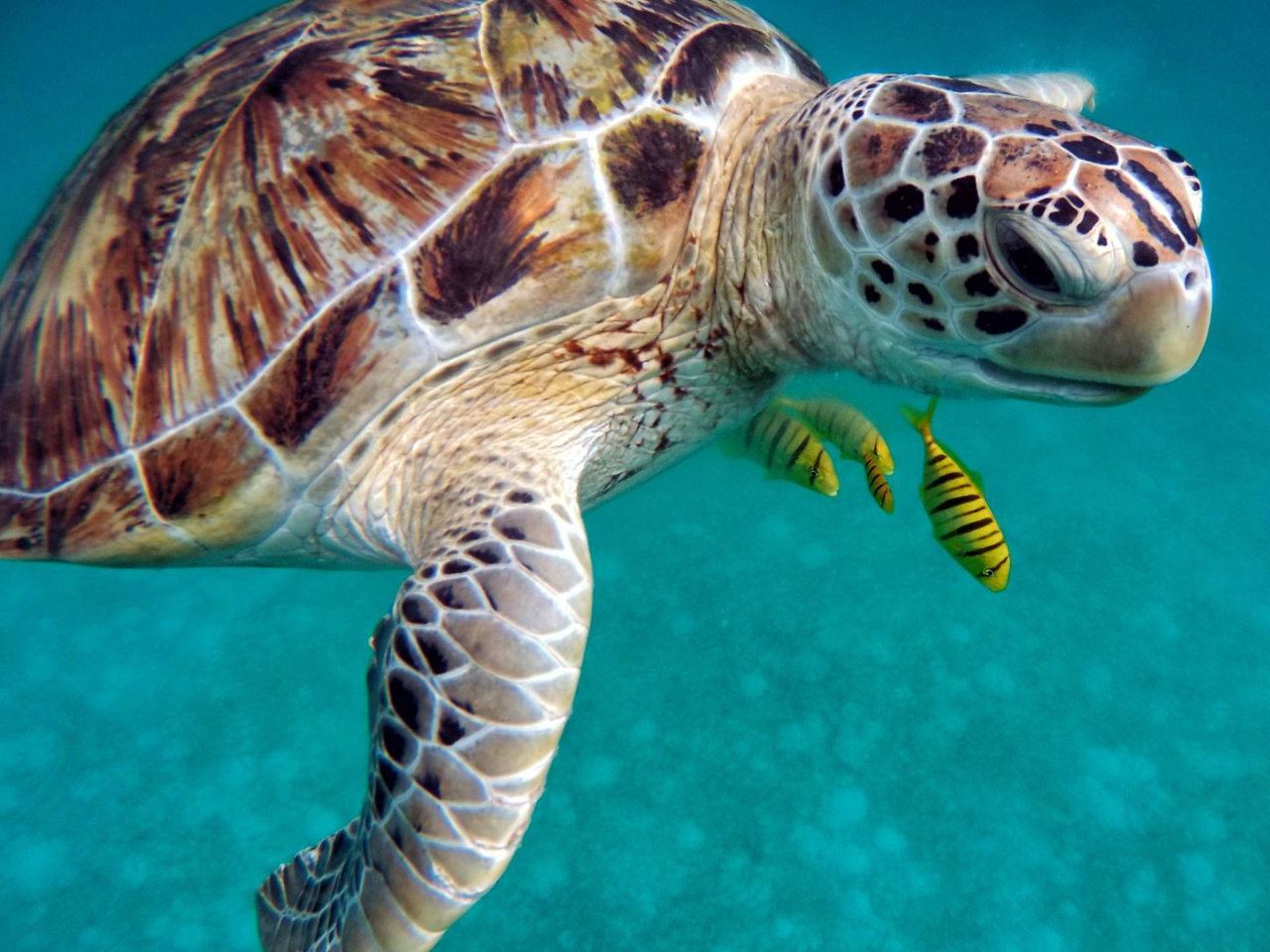 Mini Crociera a Favignana e Levanzo con Pranzo a Bordo