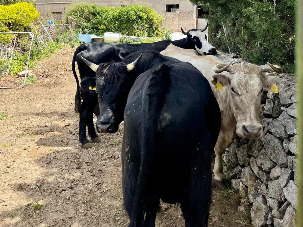 Tour sensoriale e degustazione in un caseificio siciliano