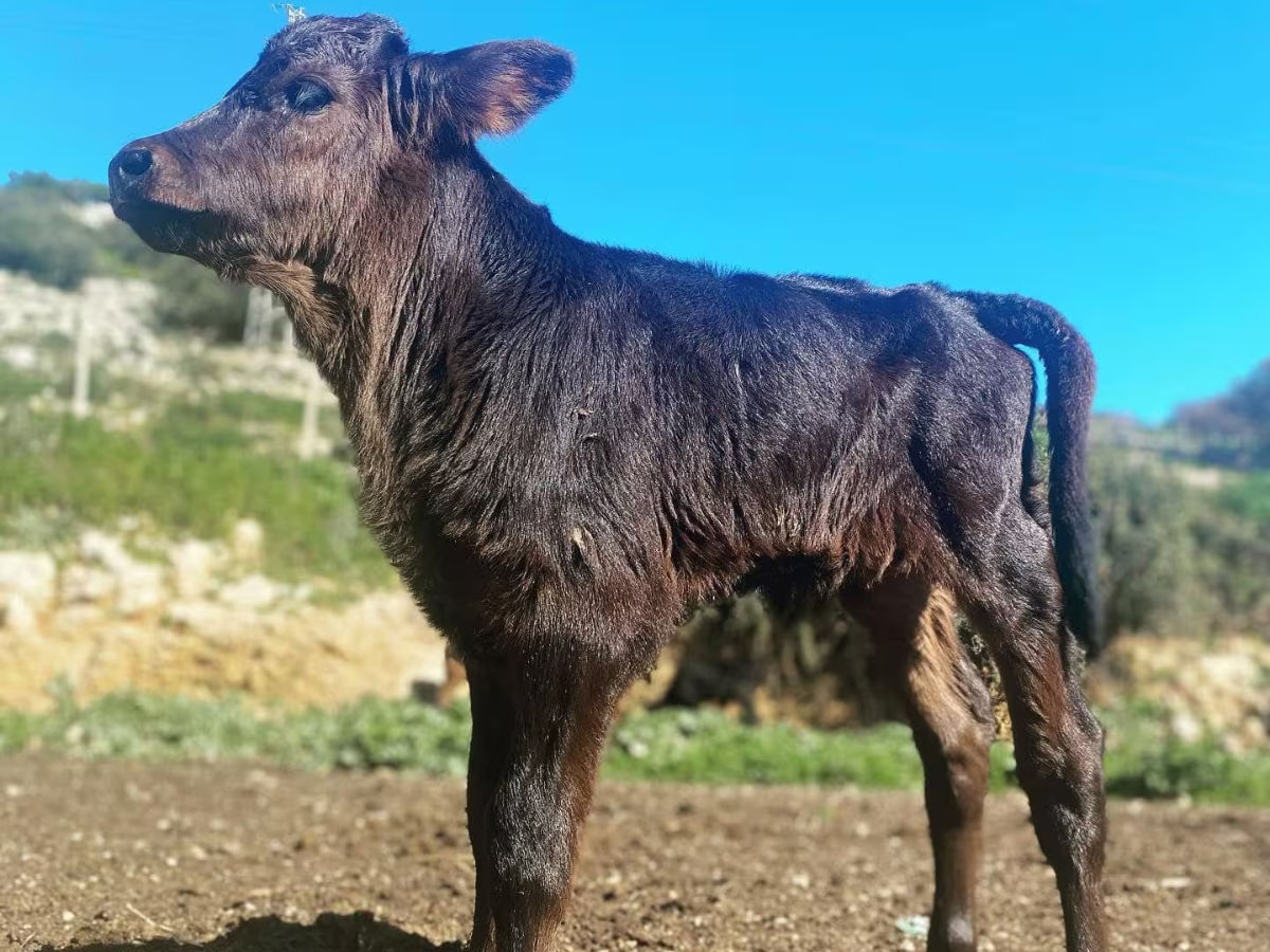 Tour nella produzione di formaggi della vacca Cinisara