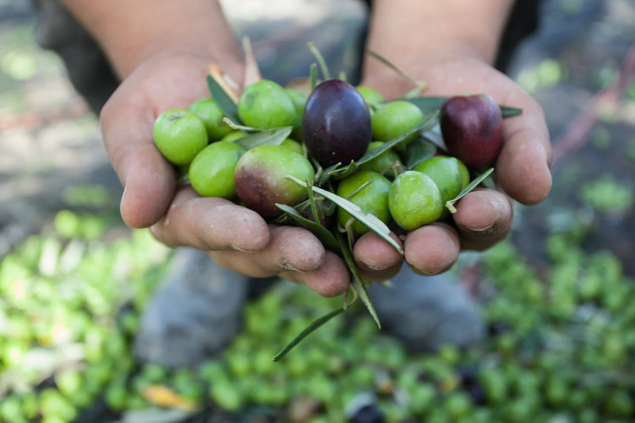 Visita all’oliveto e al frantoio con degustazione
