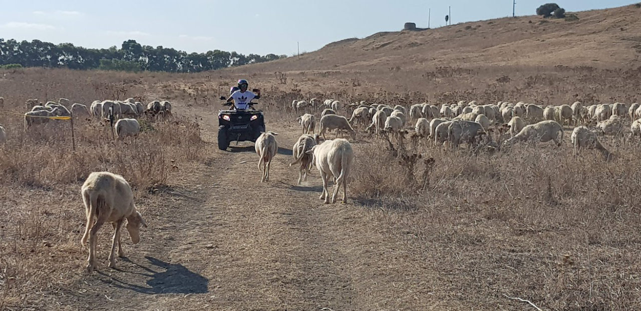 Tour Quad 3h: Dal Castello al Mare