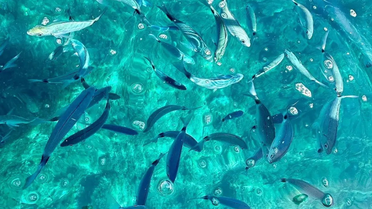 Tour in Barca a Vela 6 Ore con Pranzo da Castellammare