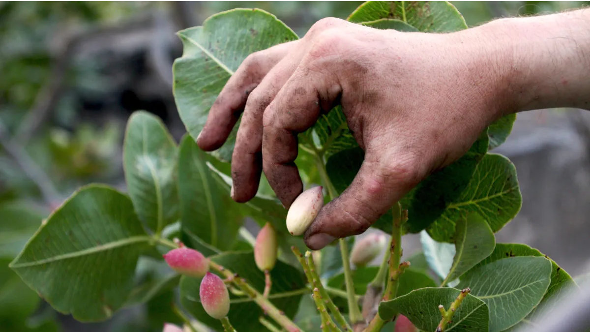 Visita ai pistacchieti di Bronte con degustazione
