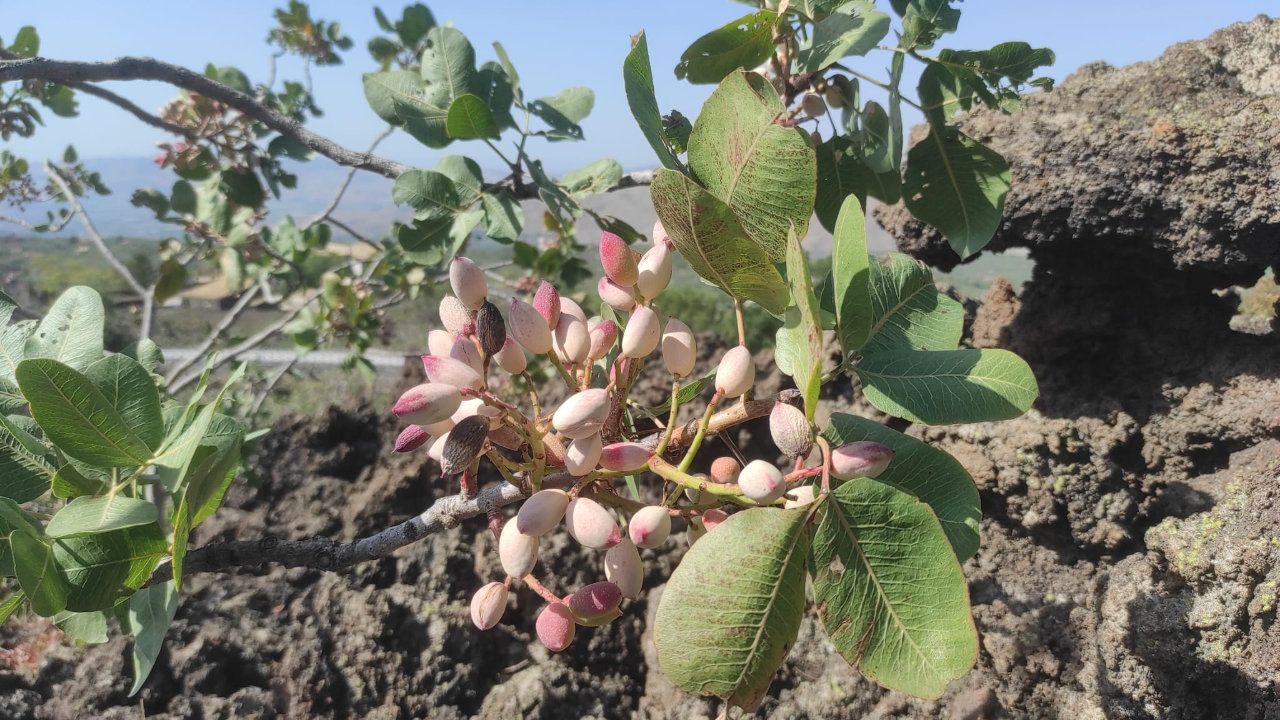 Visita ai pistacchieti di Bronte con degustazione