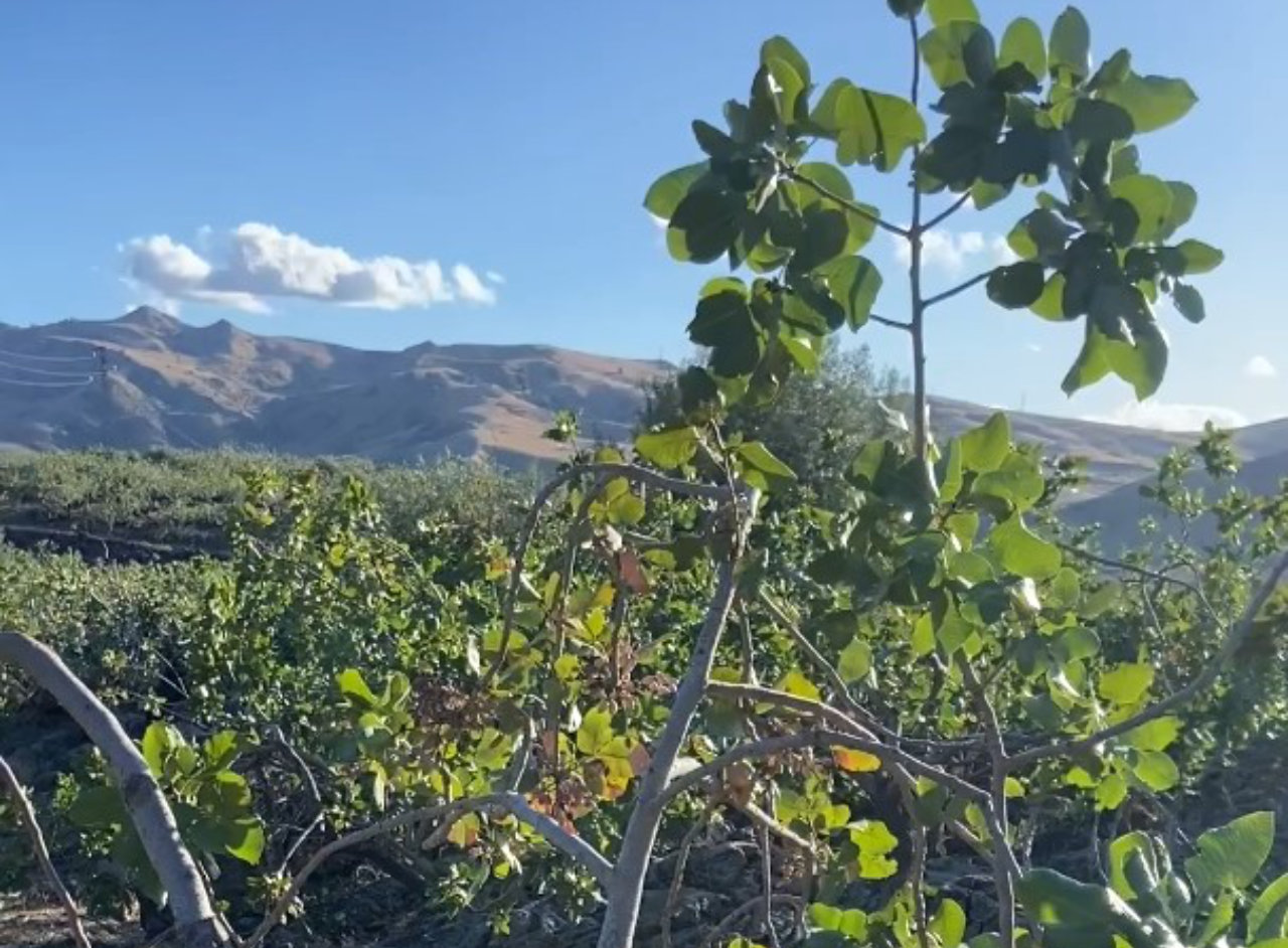Visita ai pistacchieti di Bronte con degustazione