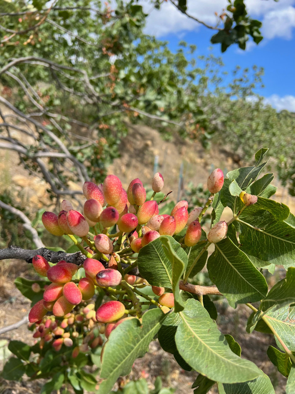 Bronte: azienda agricola del pistacchio con degustazione