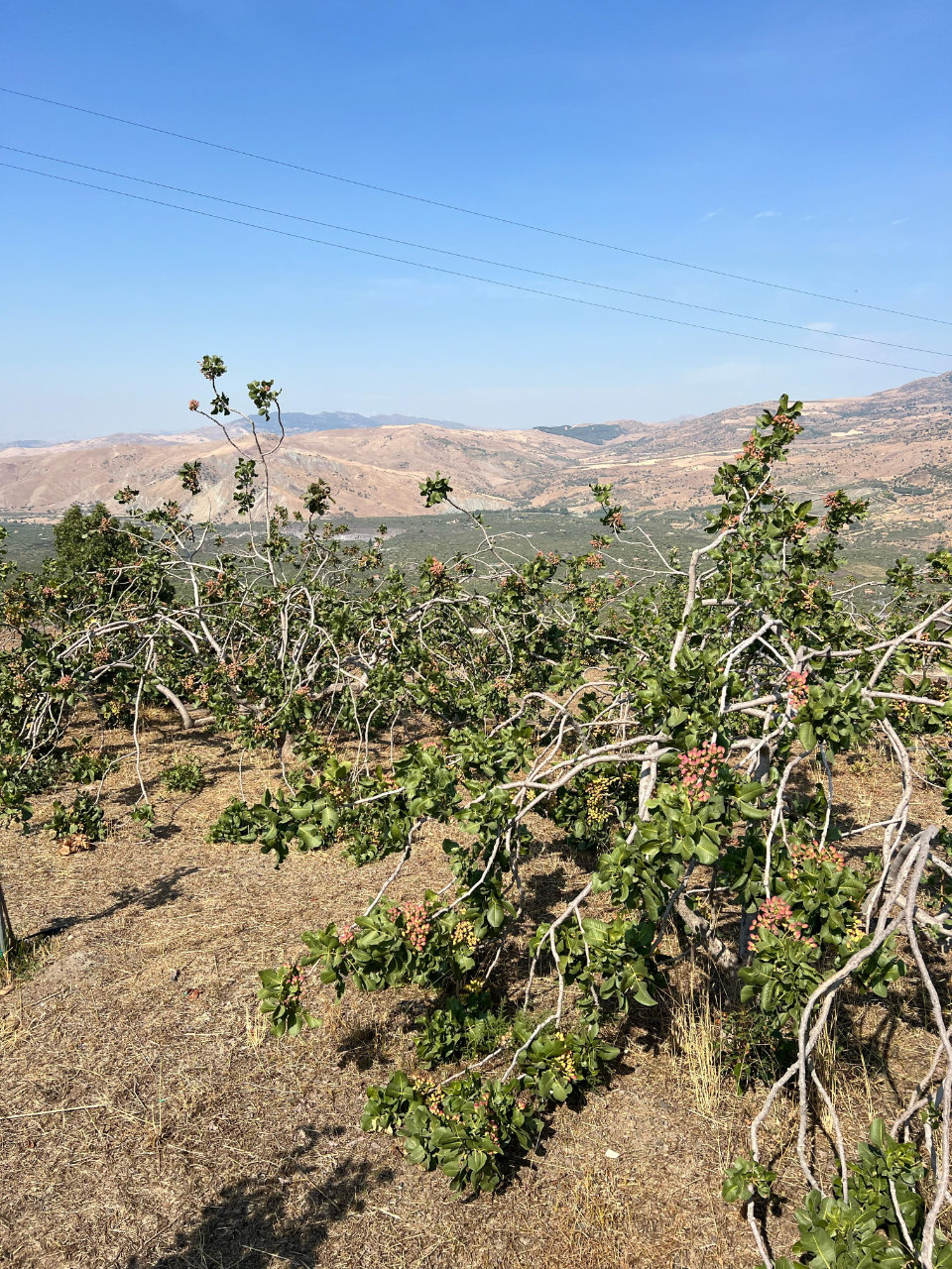 Bronte: azienda agricola del pistacchio con degustazione