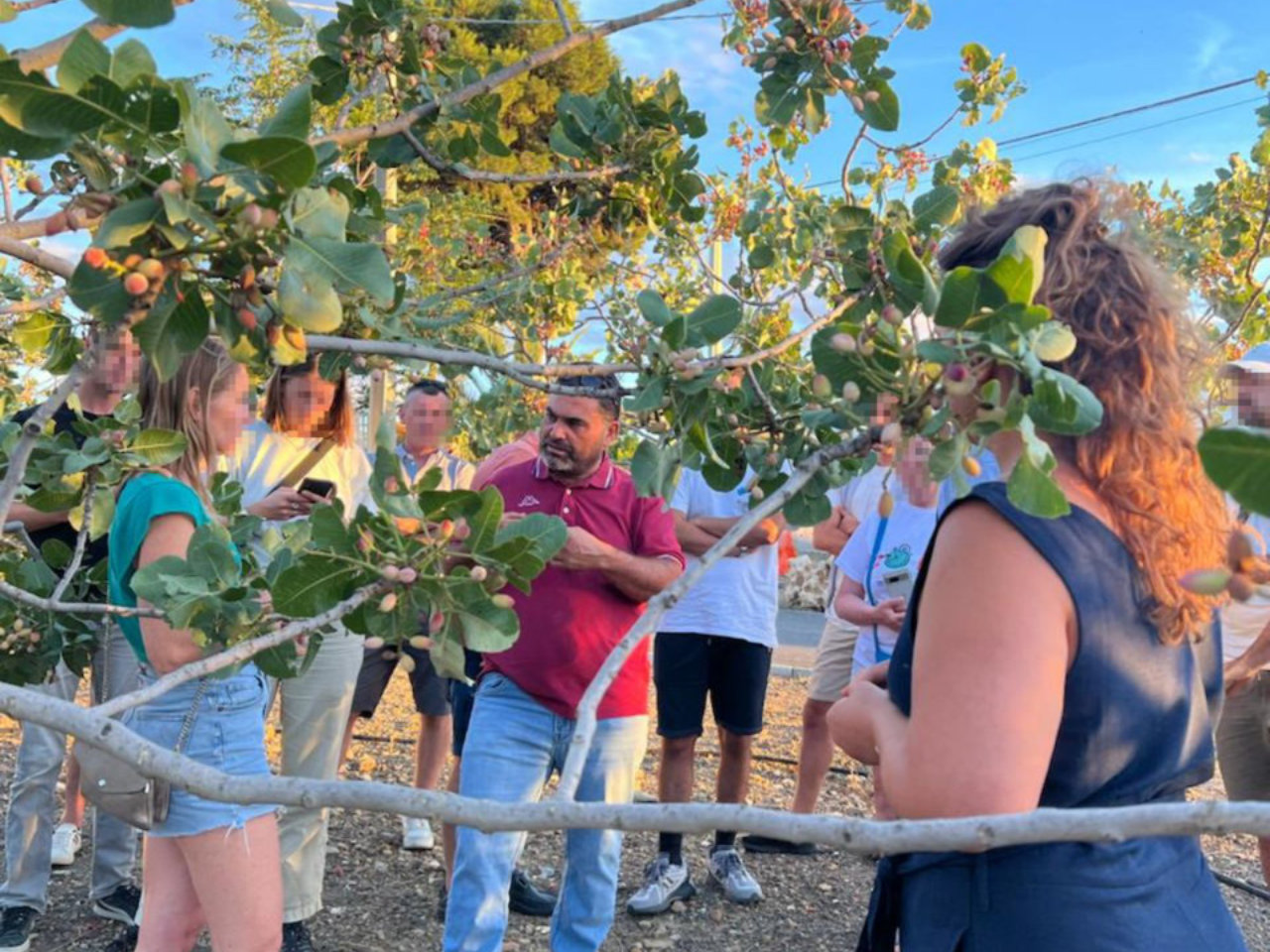 Bronte: azienda agricola del pistacchio con degustazione