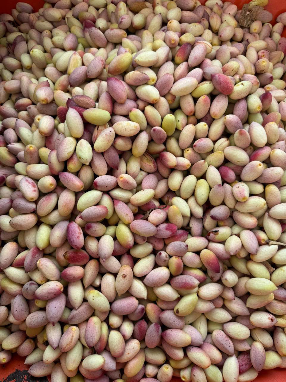 Bronte: azienda agricola del pistacchio con degustazione