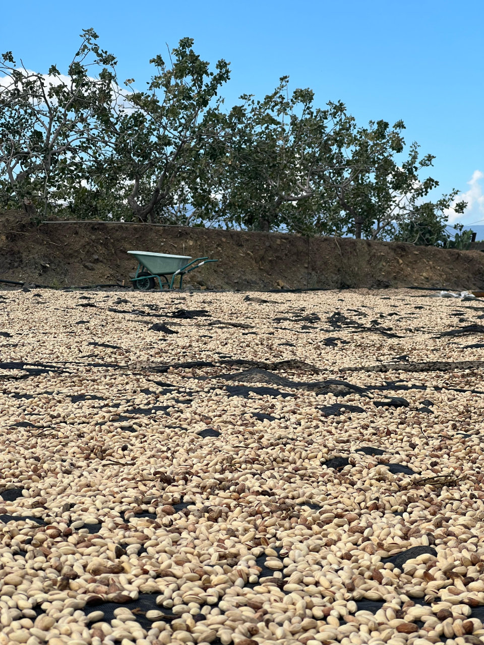 Bronte: azienda agricola del pistacchio con degustazione