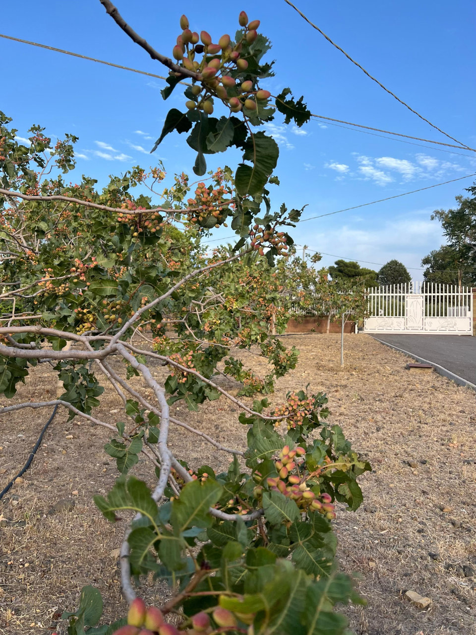 Bronte: azienda agricola del pistacchio con degustazione