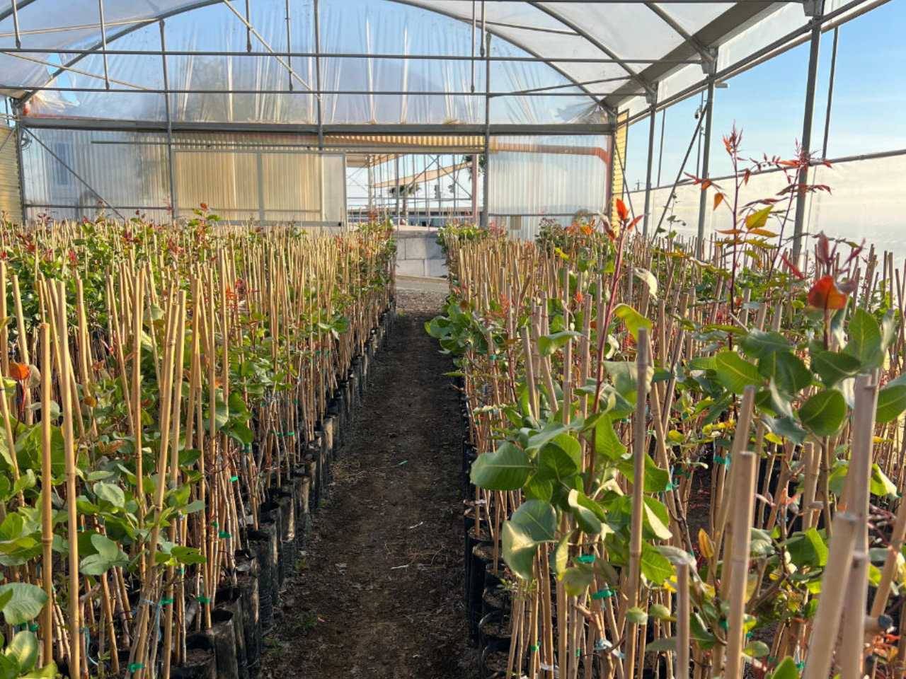 Bronte: azienda agricola del pistacchio con degustazione