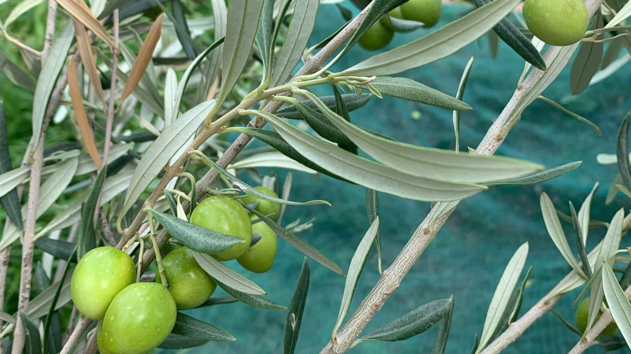 Tour rurale in azienda agricola biologica ad Avola con degustazione