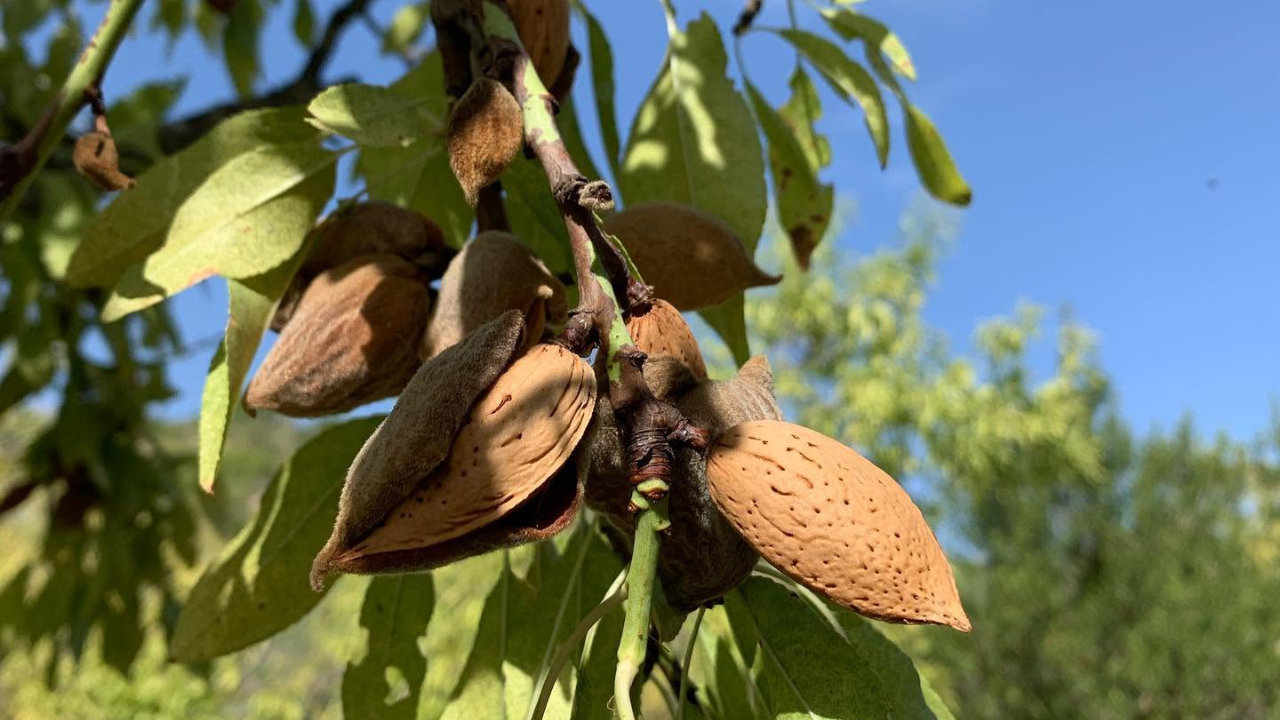 Tour rurale in azienda agricola biologica ad Avola con degustazione