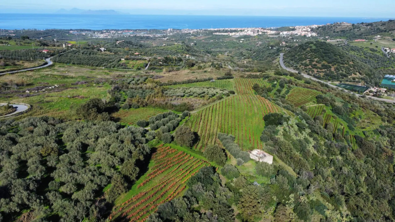 Messina: Picnic in Vigna con Degustazione di Tre Vini