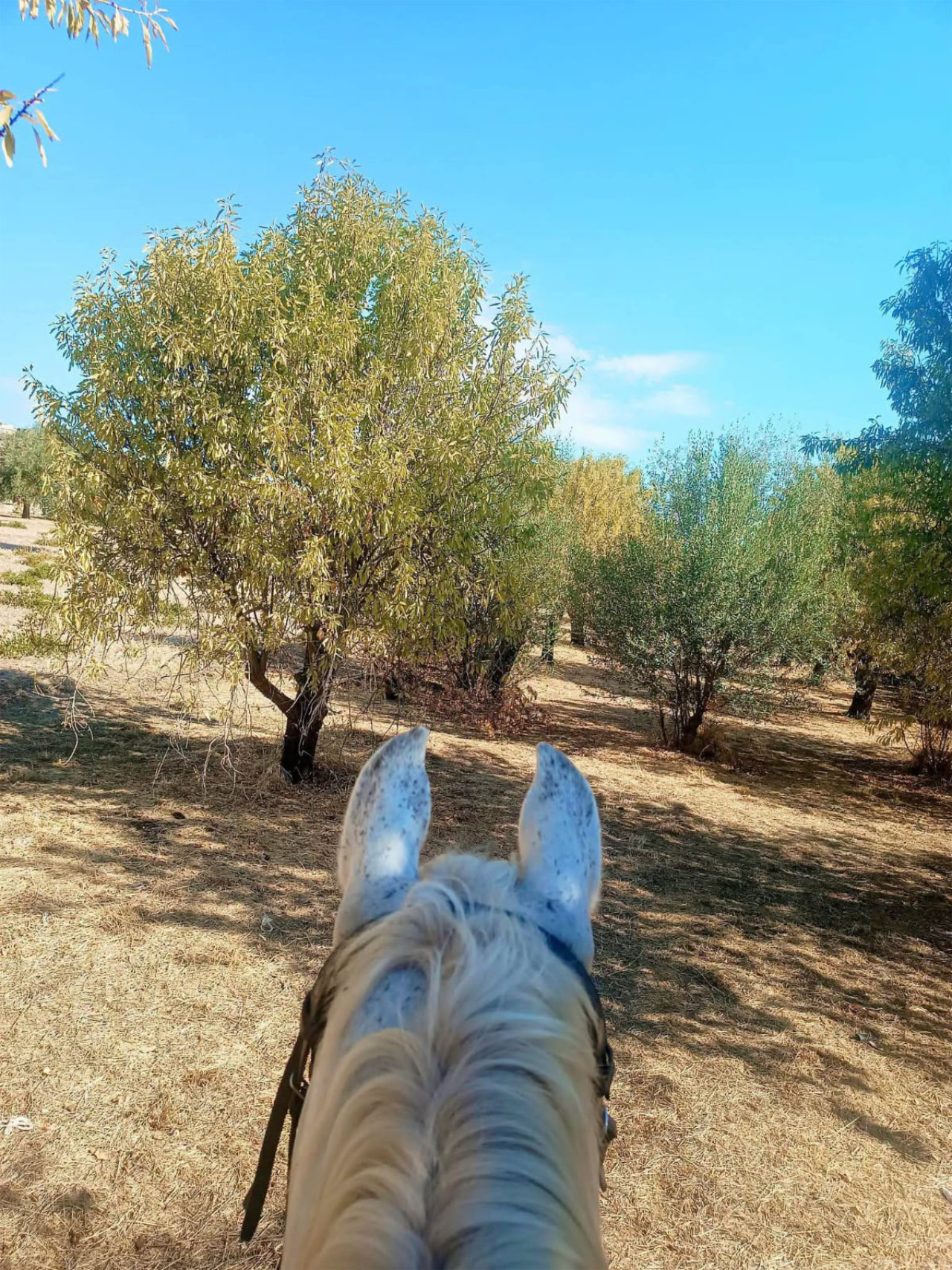 Passeggiata a cavallo tra uliveti e agrumeti nella Val di Noto
