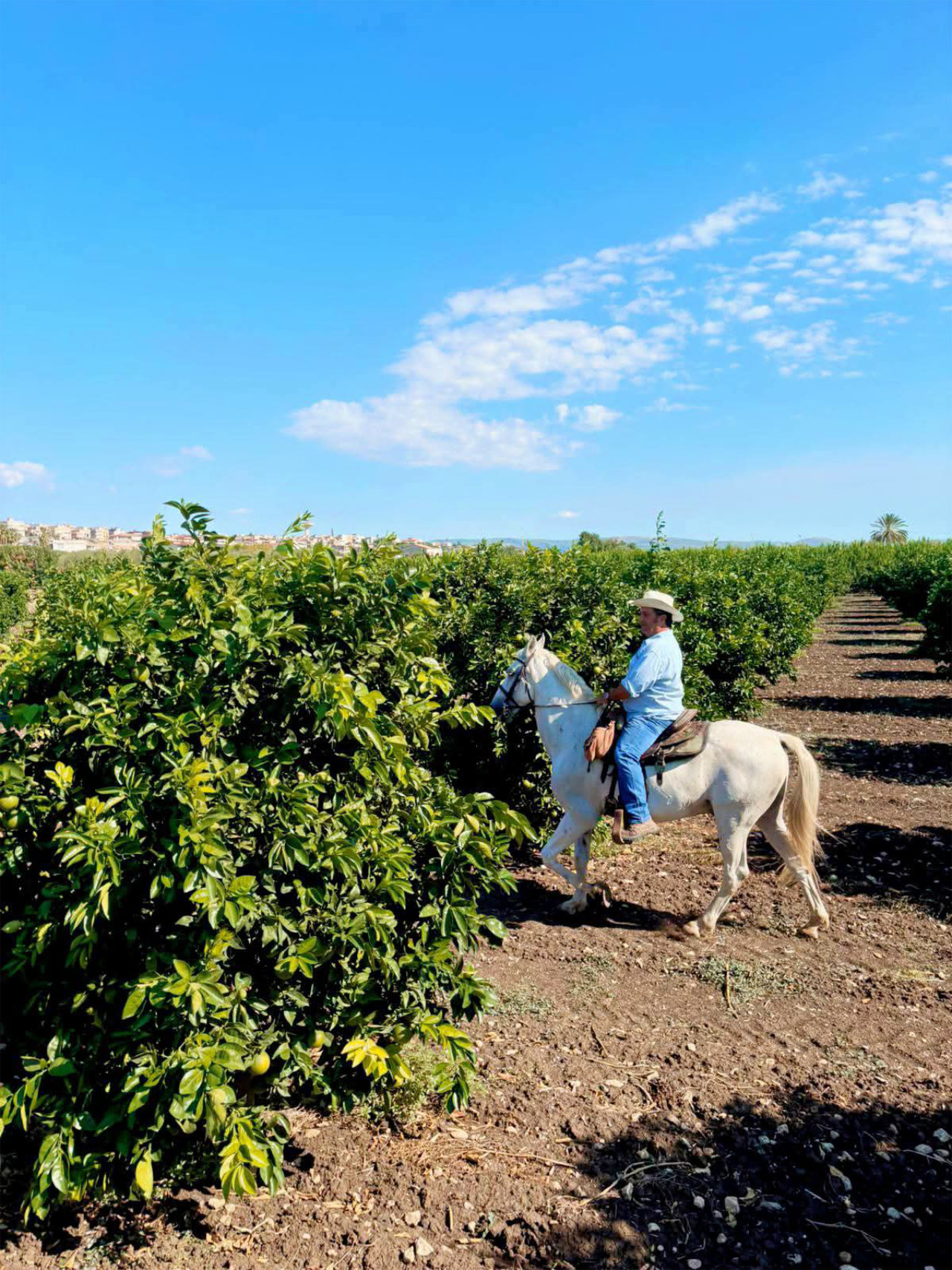 Passeggiata a cavallo tra uliveti e agrumeti nella Val di Noto