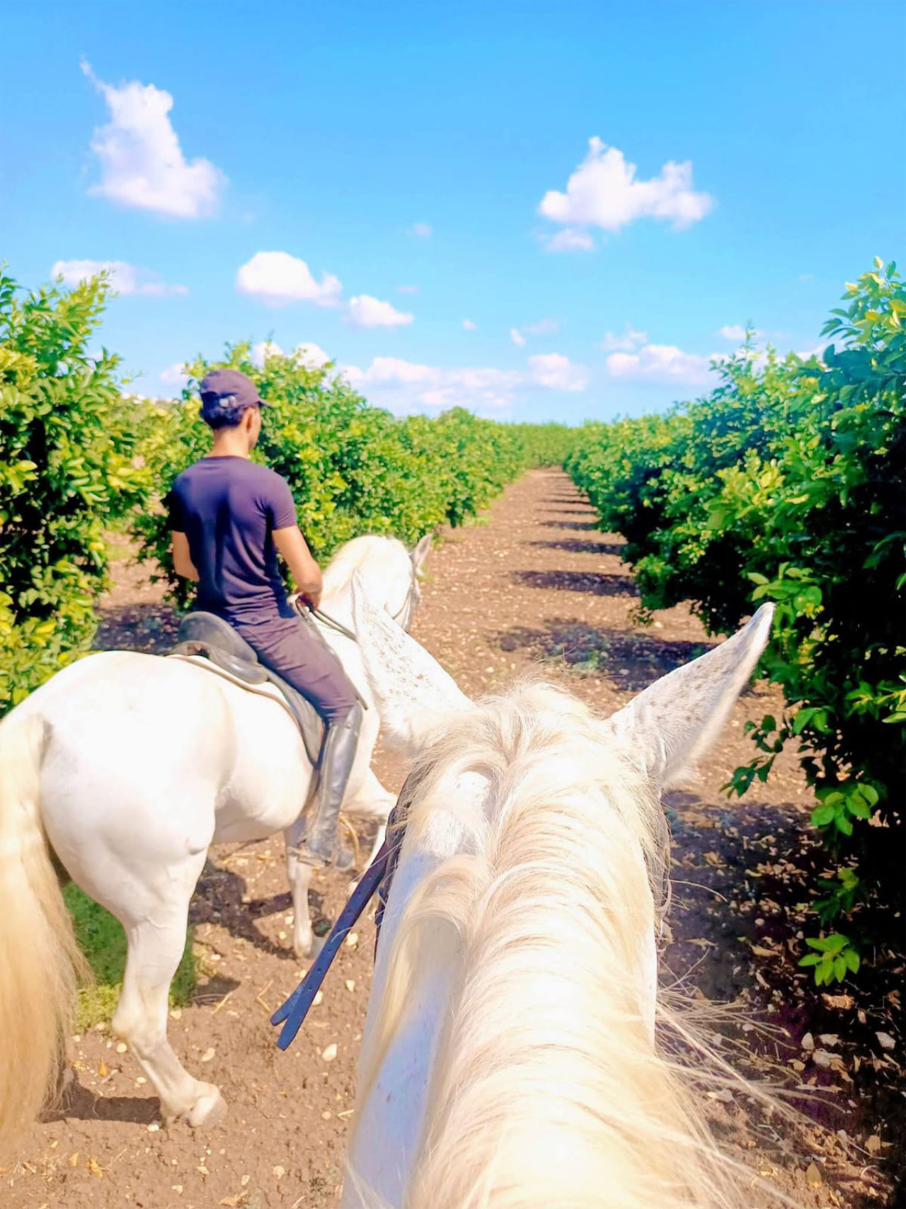 Passeggiata a cavallo tra uliveti e agrumeti nella Val di Noto