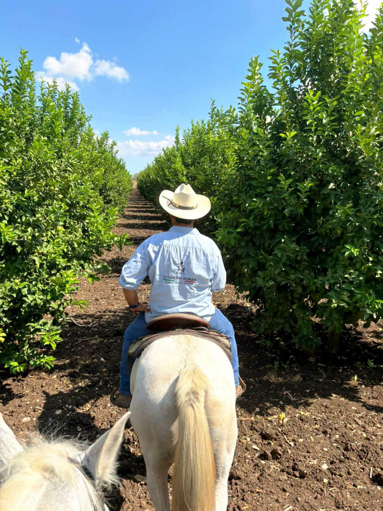 Passeggiata a cavallo tra uliveti e agrumeti nella Val di Noto