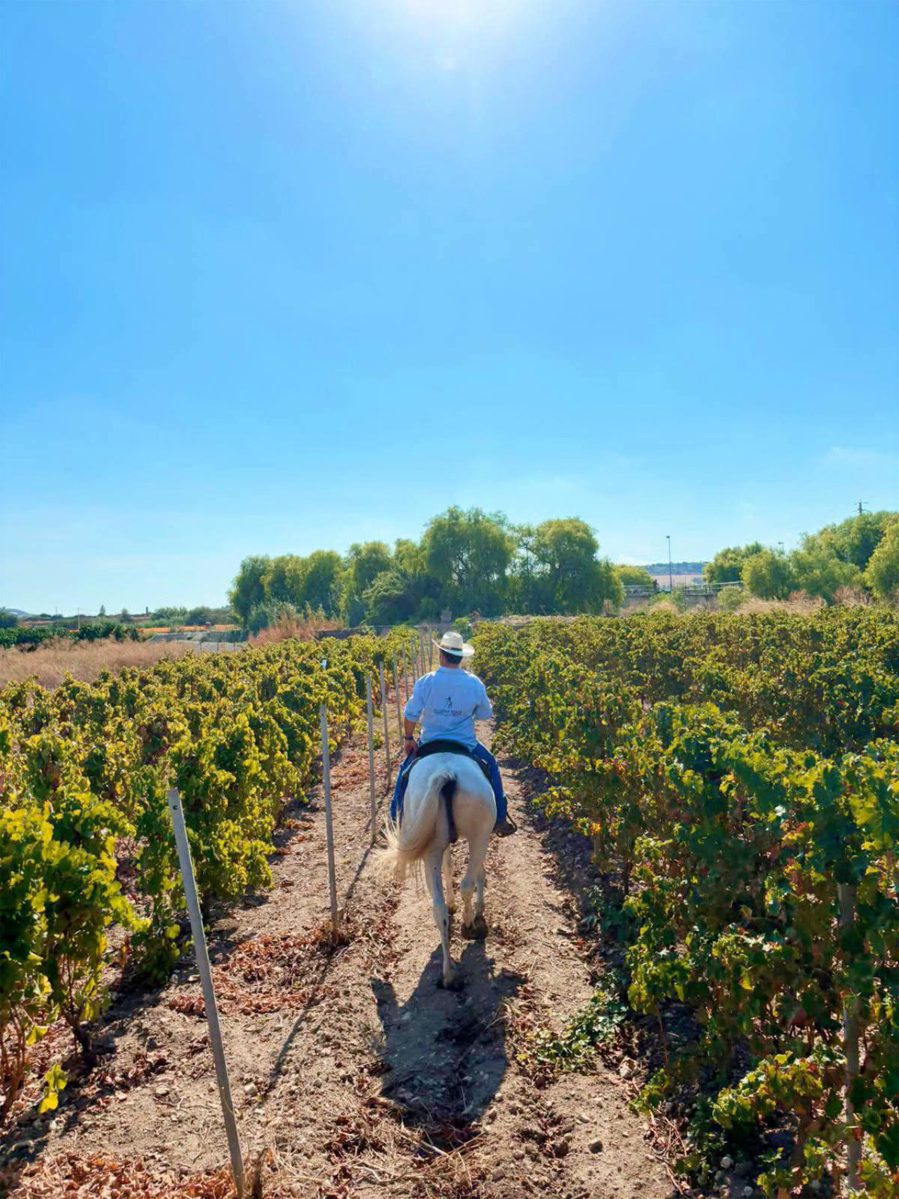 Passeggiata a cavallo tra uliveti e agrumeti nella Val di Noto
