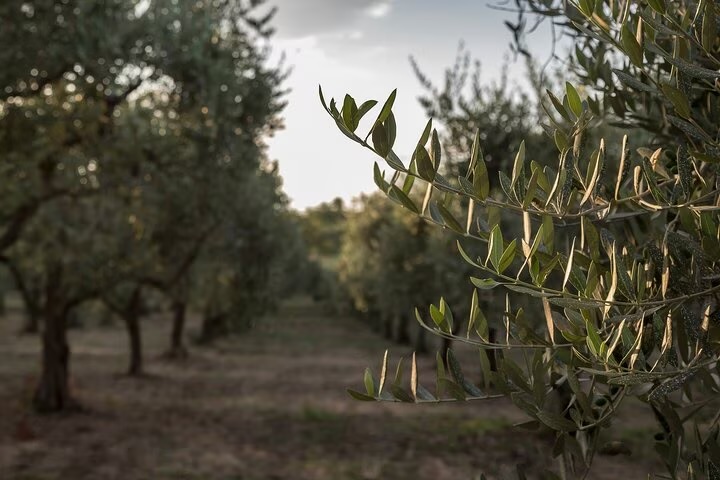Tour dell’olio a Sortino: uliveto, frantoio e degustazione