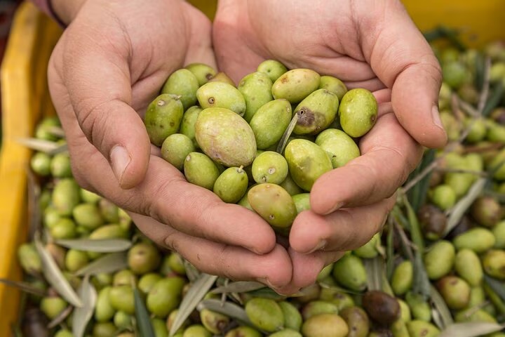 Tour dell’olio a Sortino: uliveto, frantoio e degustazione