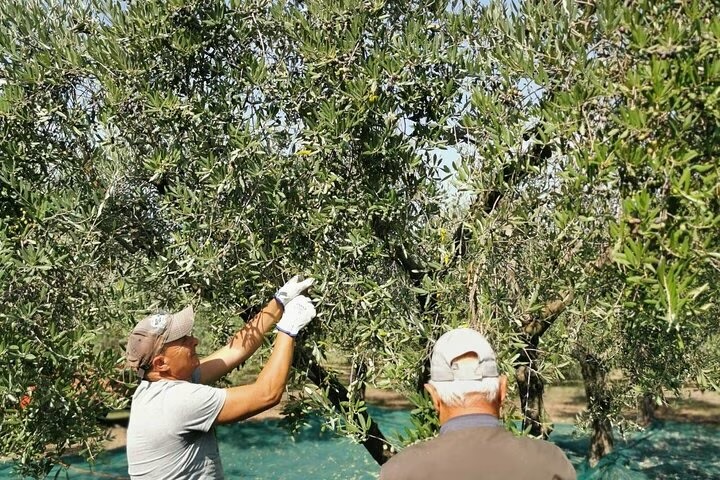 Tour dell’olio a Sortino: uliveto, frantoio e degustazione