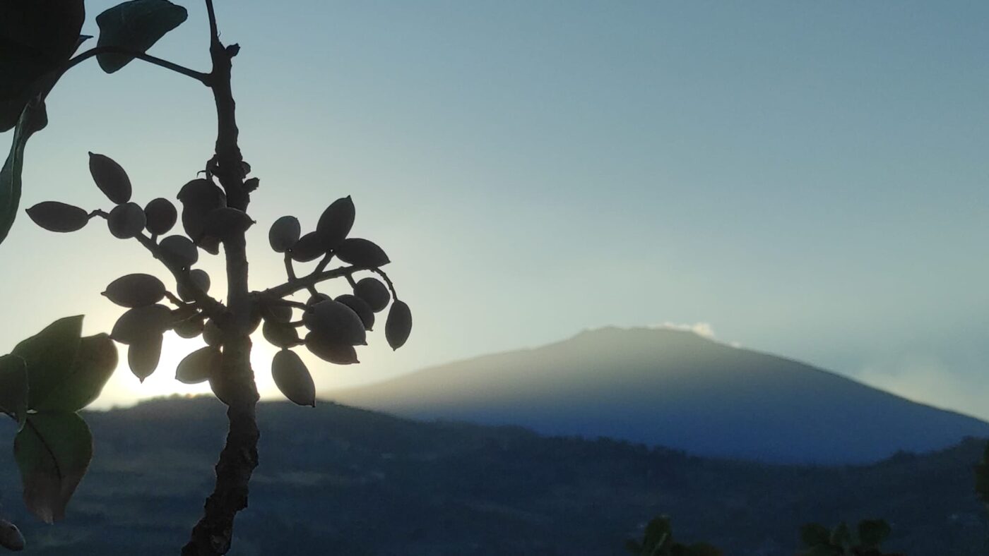 Ramo di pistacchio in primo piano con il Monte Etna sullo sfondo al tramonto