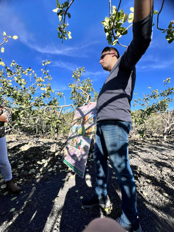 Guida che spiega la coltivazione del pistacchio durante una visita guidata in un pistacchieto in Sicilia