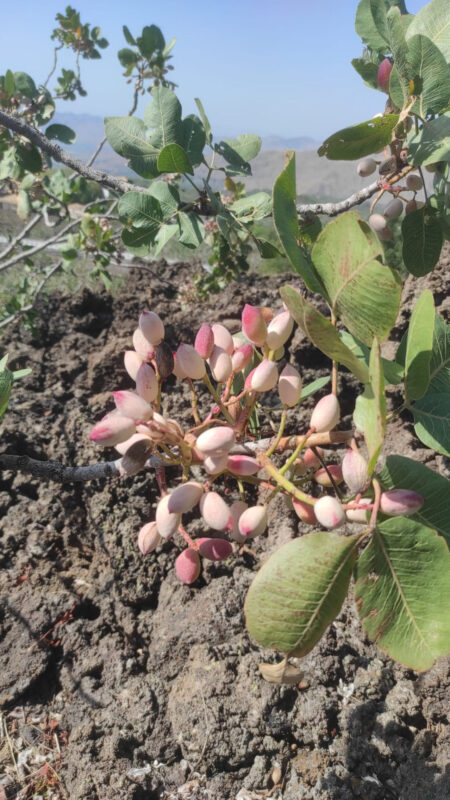 Primo piano di un ramo di pistacchio in un terreno vulcanico a Bronte, Sicilia, con frutti maturi e foglie verdi.